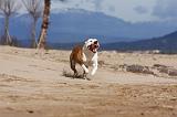 AMSTAFF ADULT 184